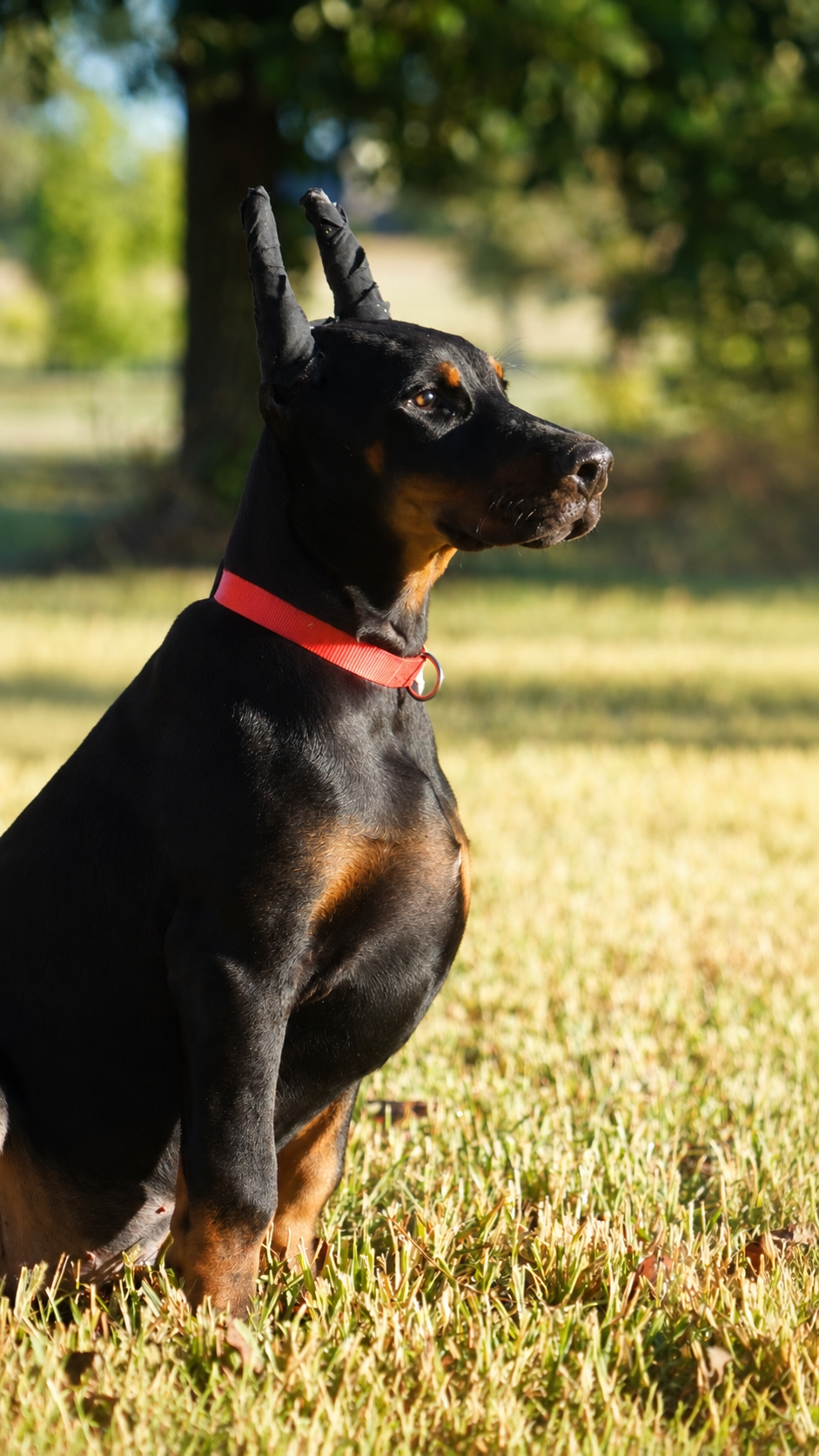 Drago