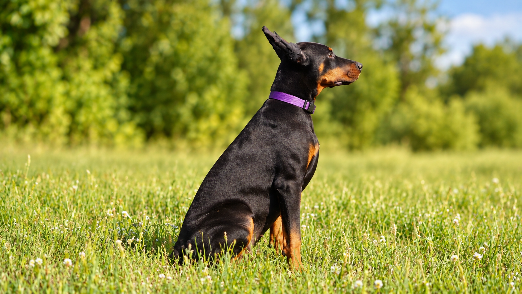 Purple Collar Female - Platinum Litter 
