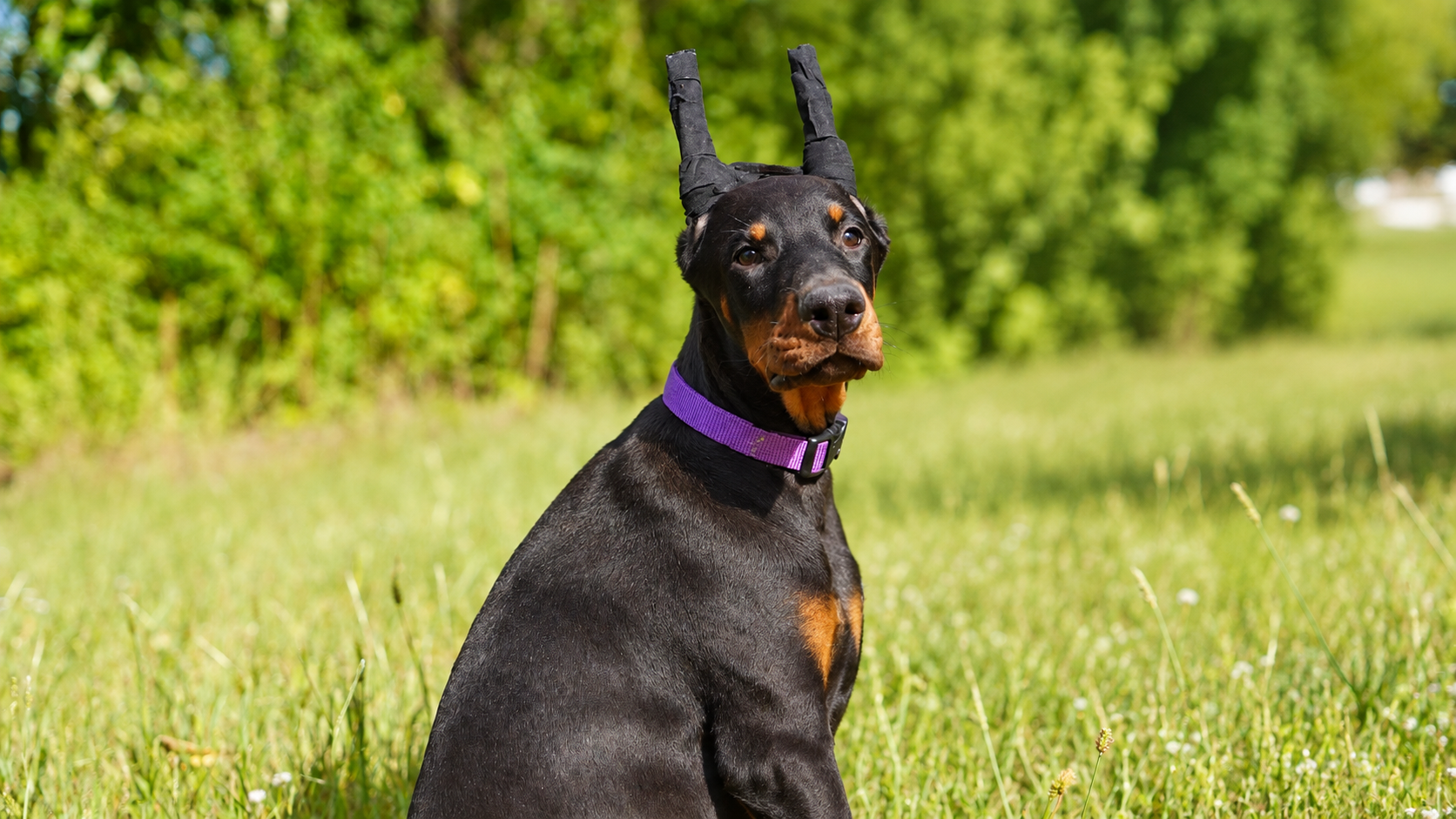 Purple Collar Female - Platinum Litter 