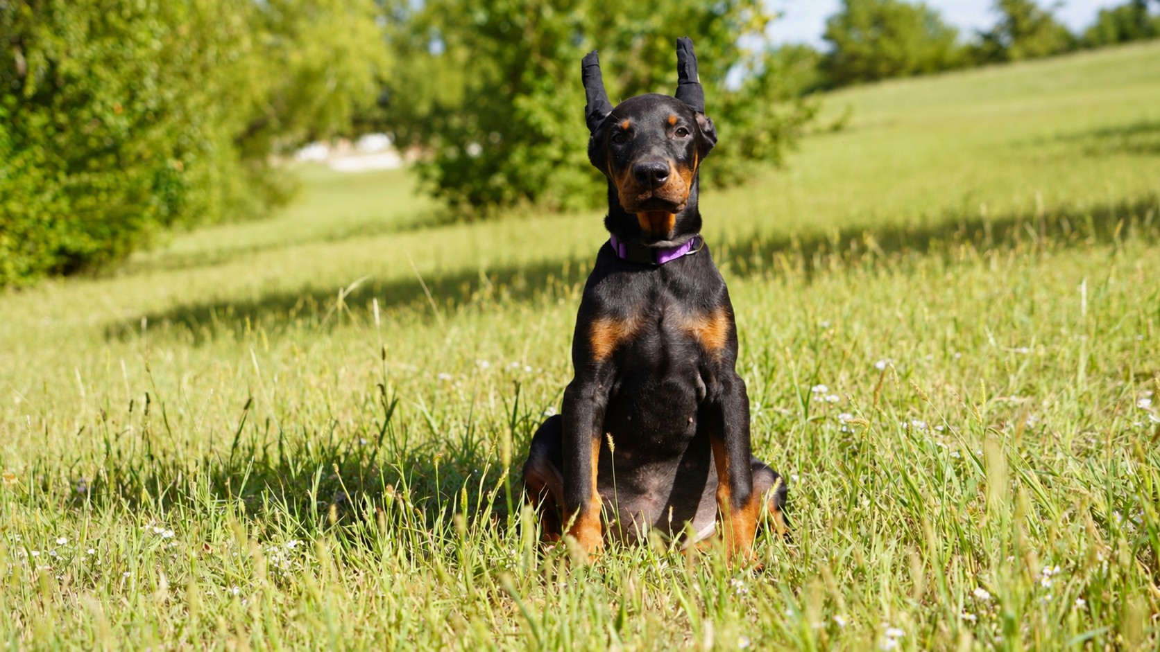 Purple Collar Female - Platinum Litter 