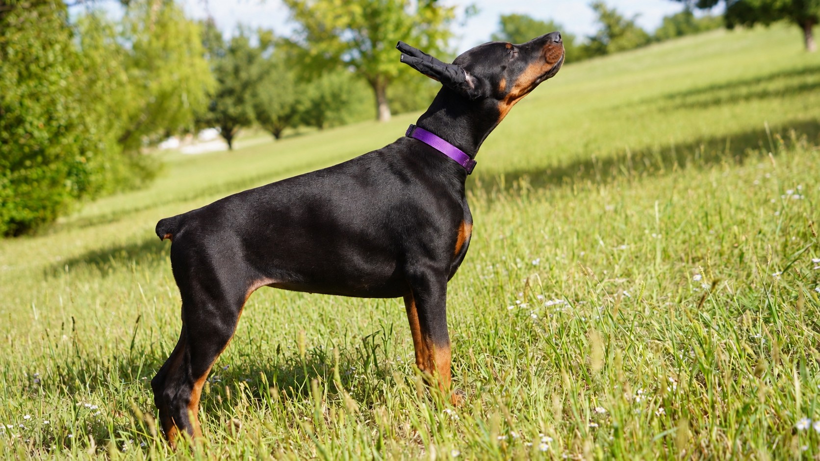 Purple Collar Female - Platinum Litter 