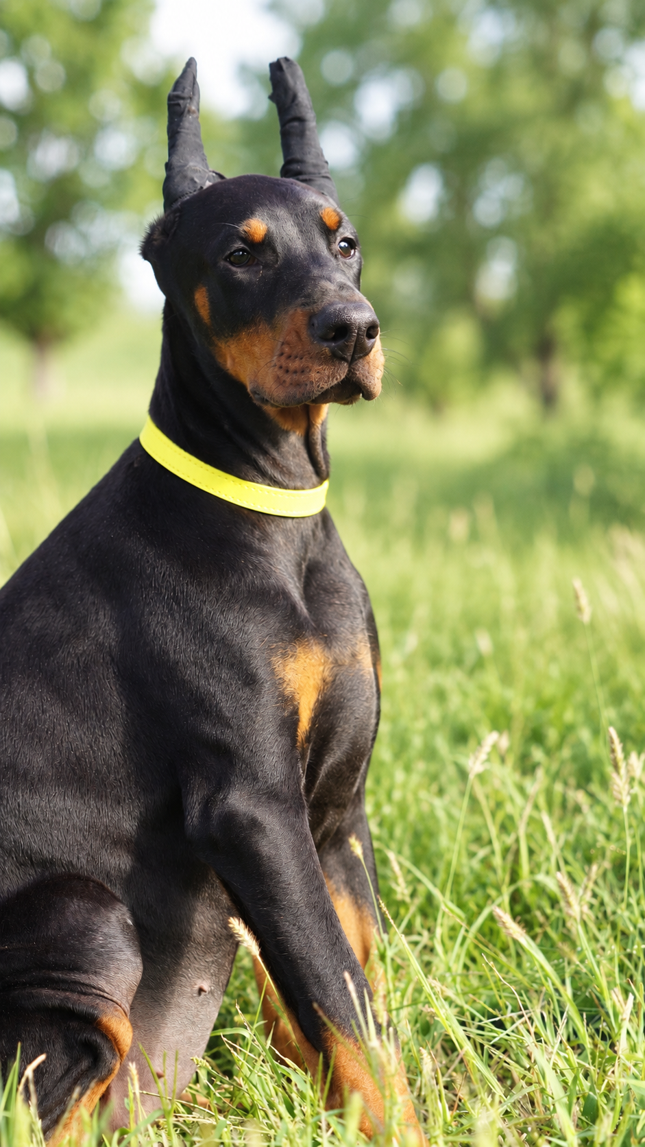Yellow Collar Female - Platinum Litter