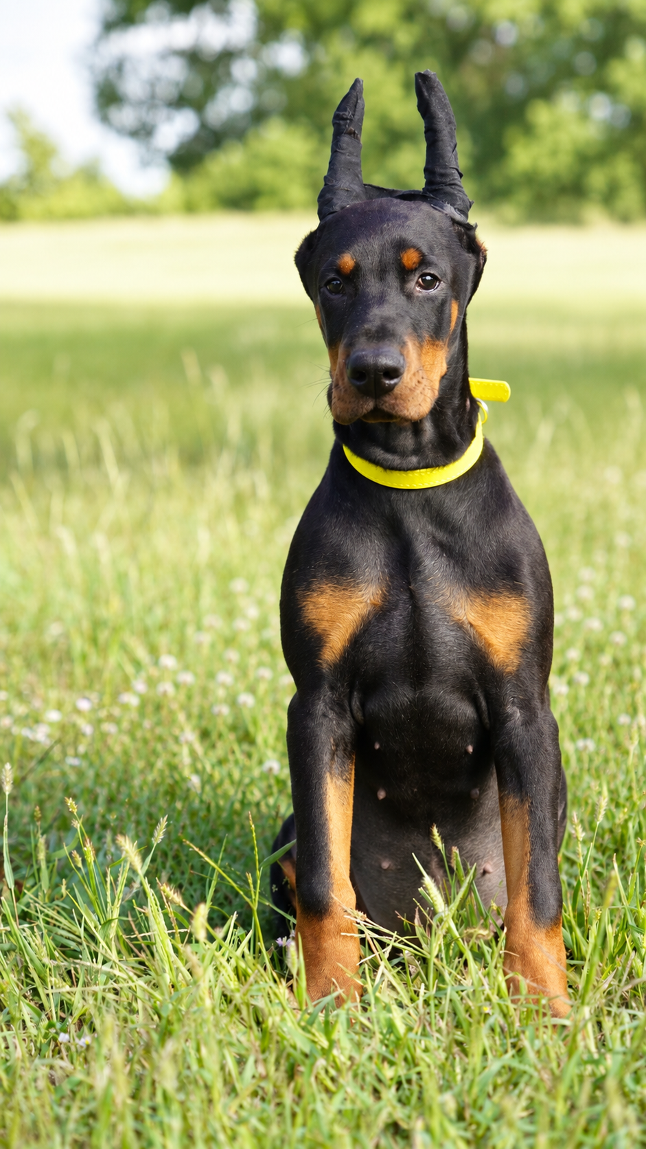 Yellow Collar Female - Platinum Litter