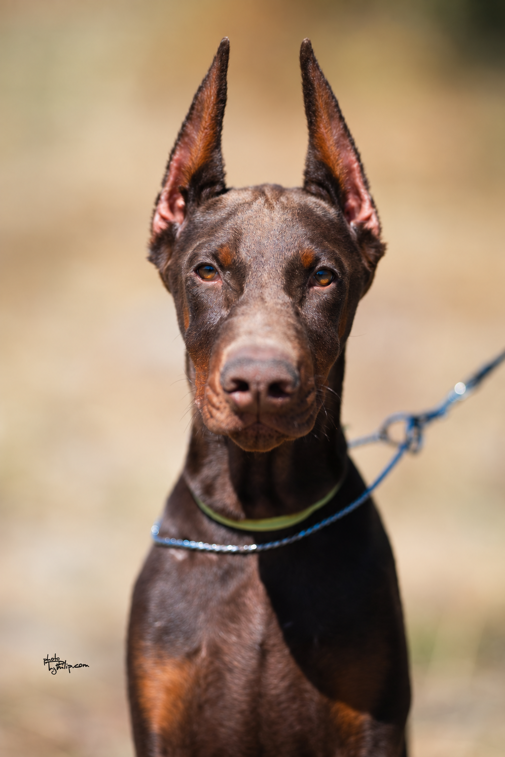 Lime Collar Red Male - Platinum Litter