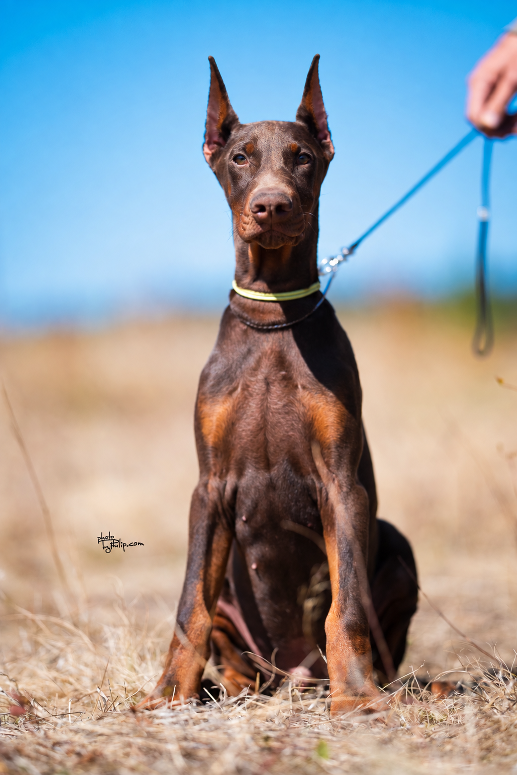 Lime Collar Red Male - Platinum Litter