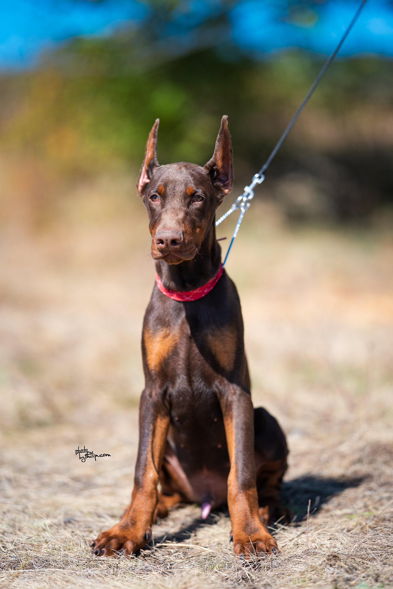 Red Collar Red Male - Platinum Litter