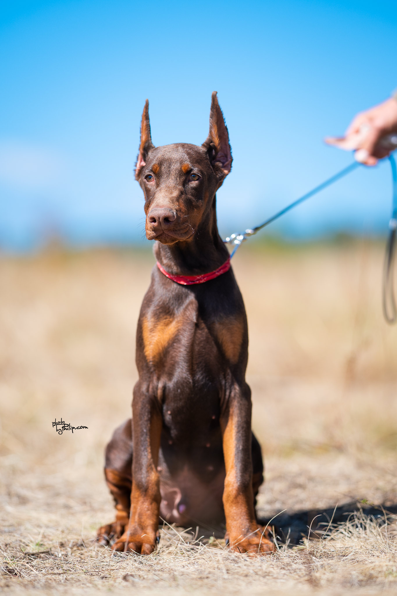 Red Collar Red Male - Platinum Litter