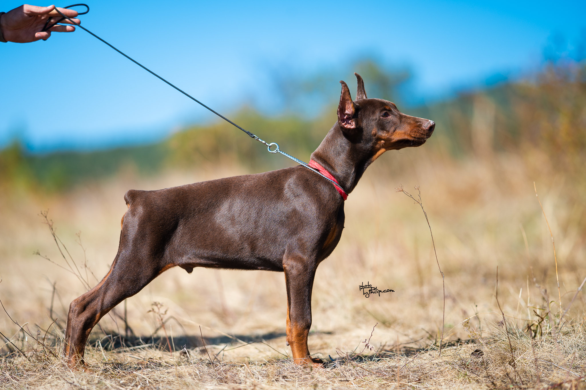 Red Collar Red Male - Platinum Litter