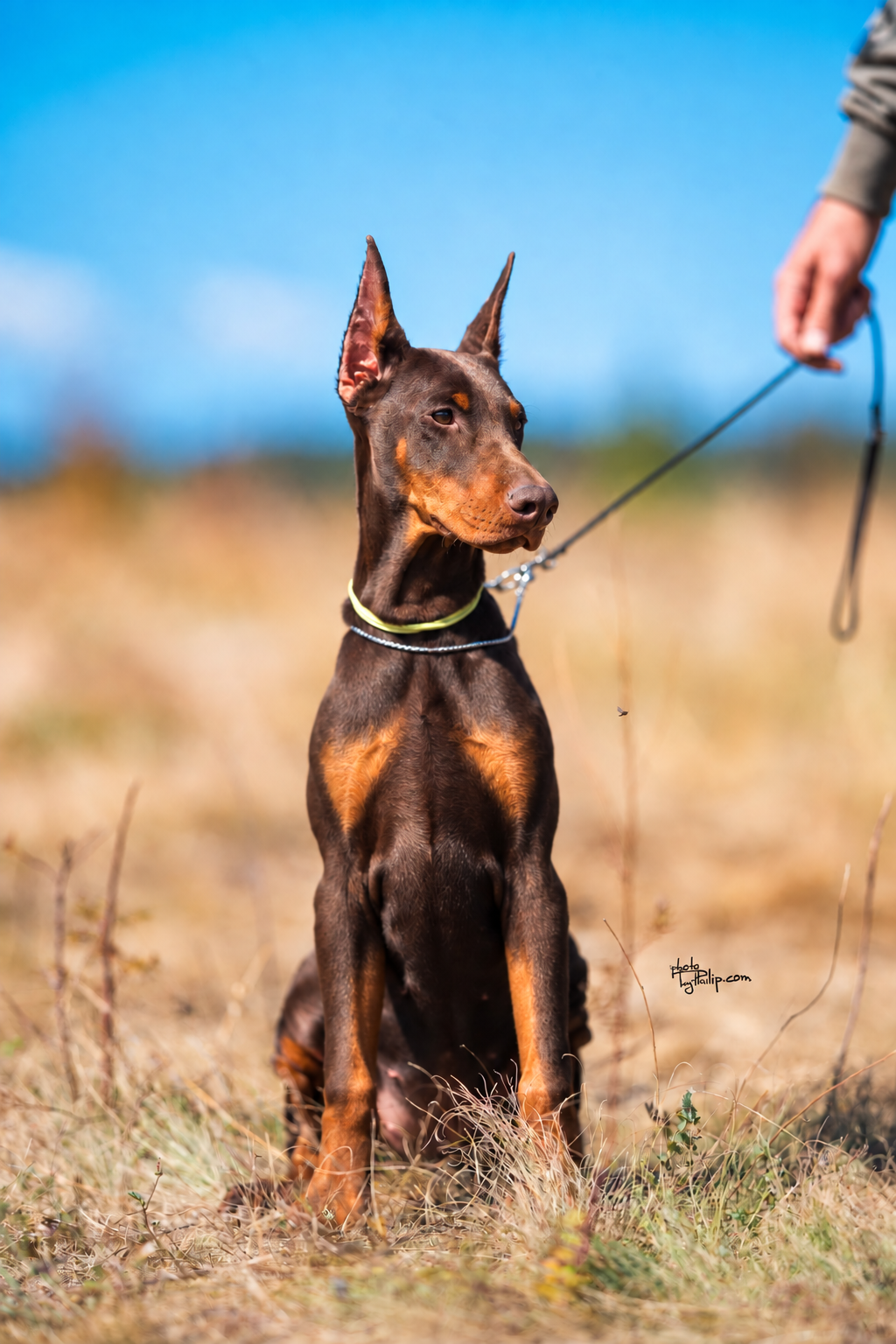 Lime Collar Female - Platinum Litter
