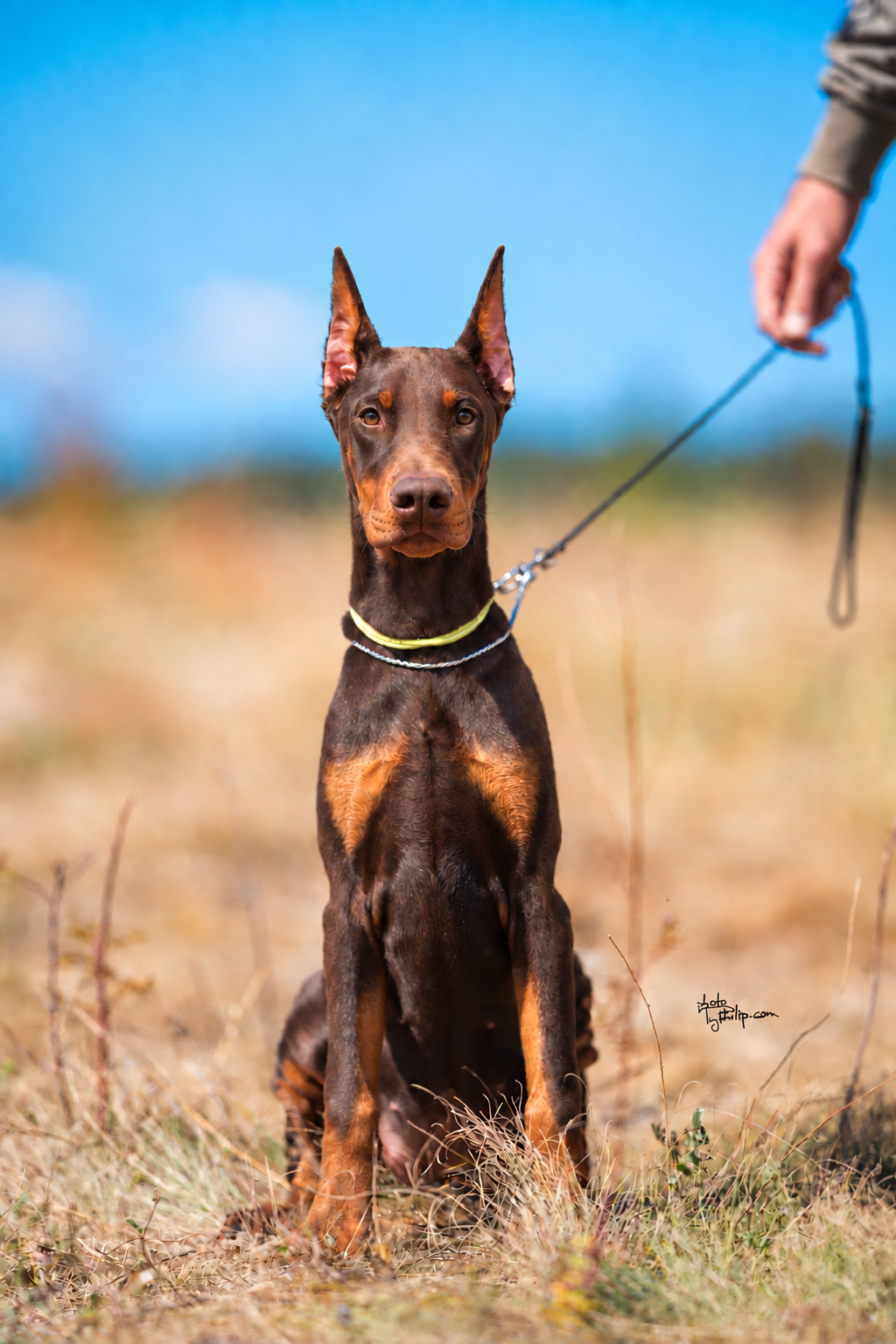 Lime Collar Female - Platinum Litter