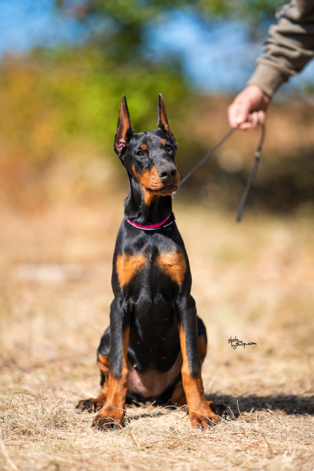 Hot Pink Collar Female - Platinum Litter