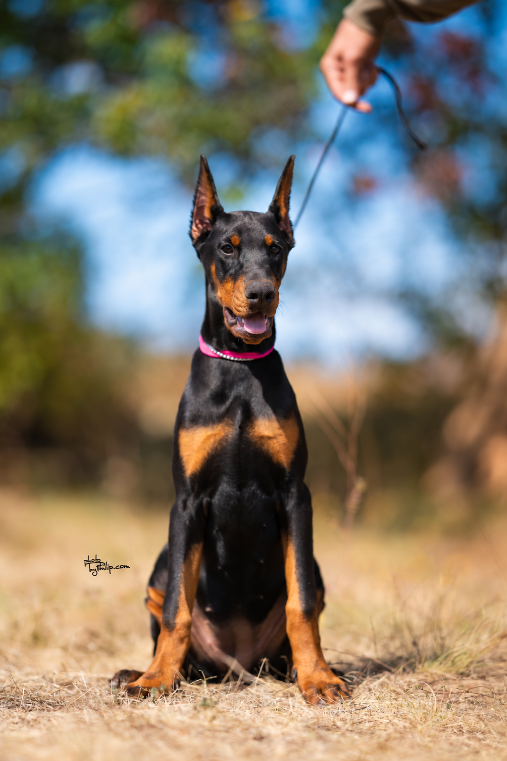 Hot Pink Collar Female - Platinum Litter