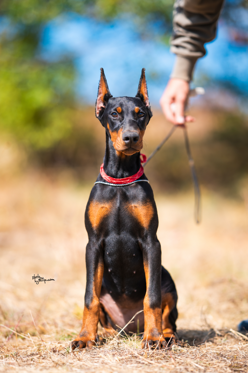Red Collar Female - Platinum Litter