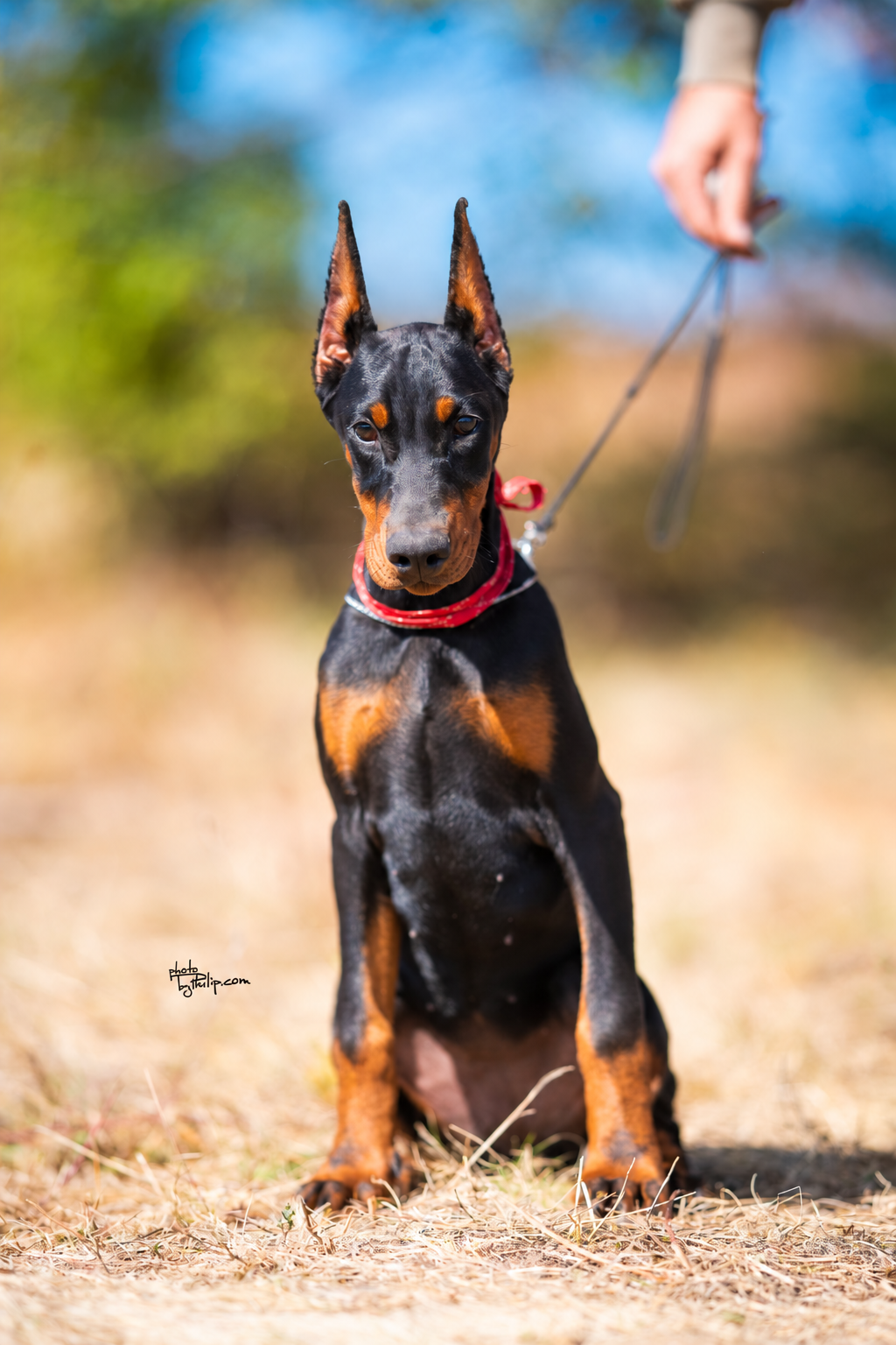 Red Collar Female - Platinum Litter