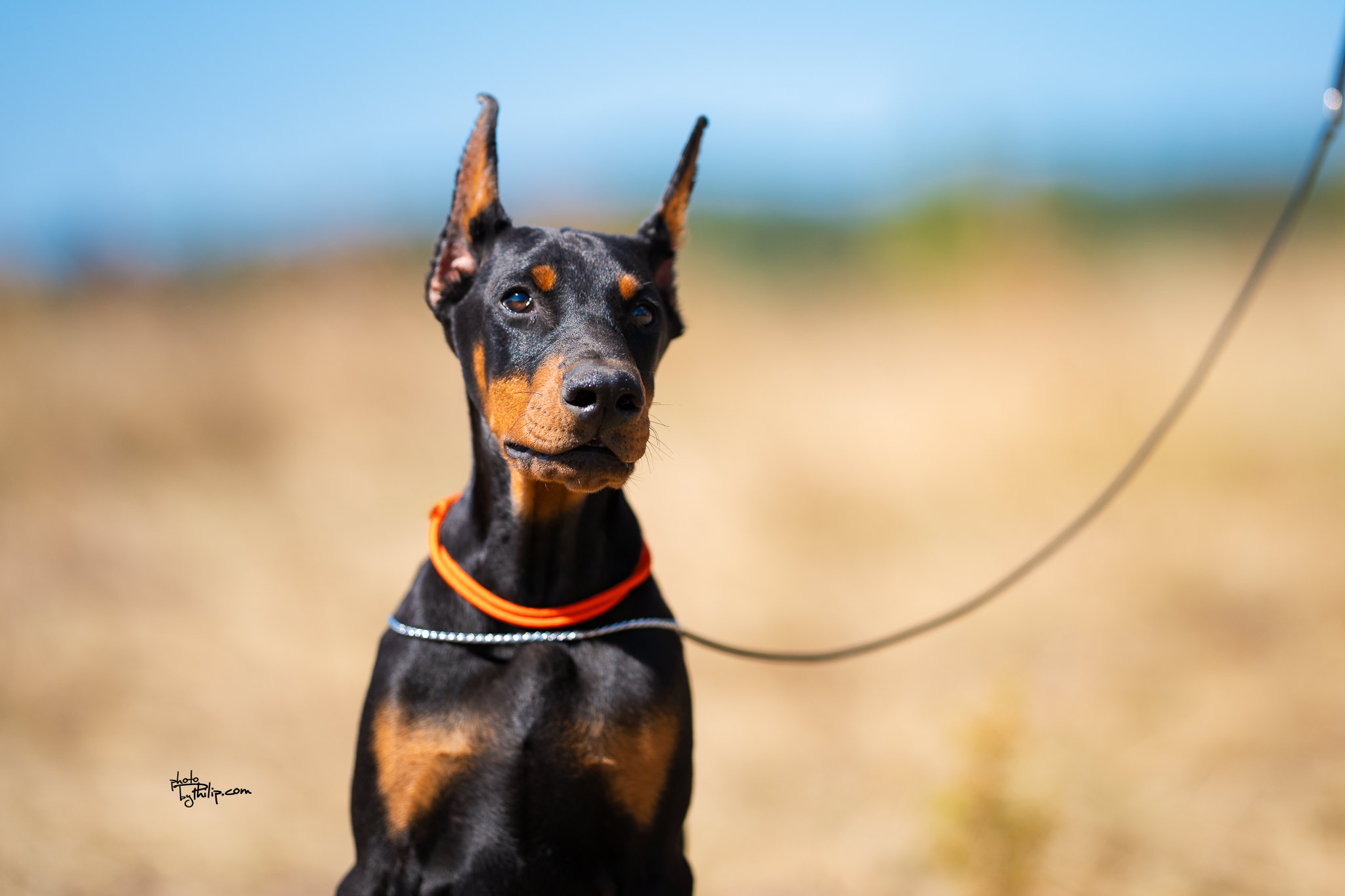 Orange Collar Male - Platinum Litter