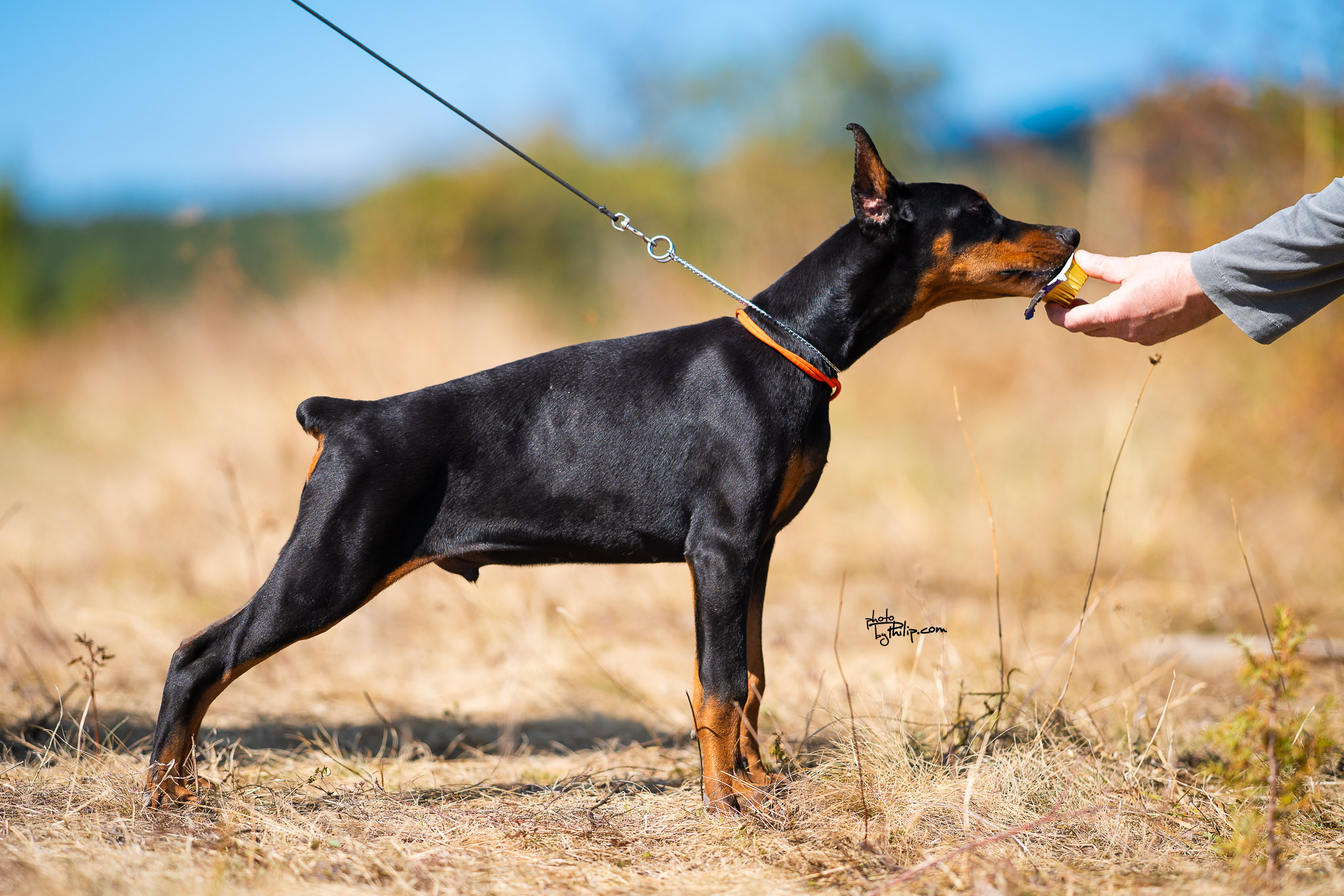 Orange Collar Male - Platinum Litter