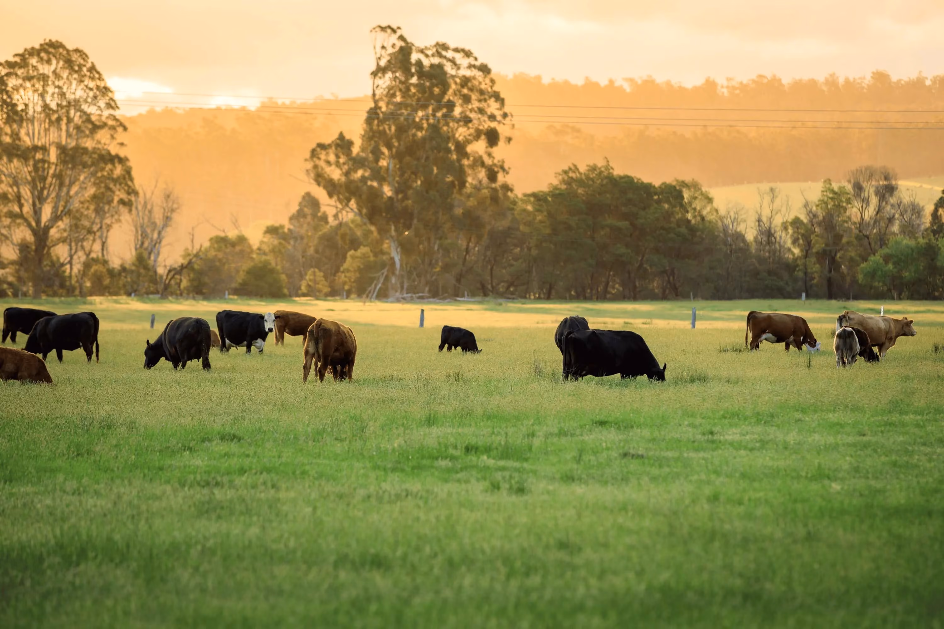 New Zealand Farms Warm To The Potential Of Solar Energy For Great Return On Investment