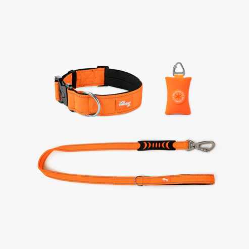 Orange Collar and Harness