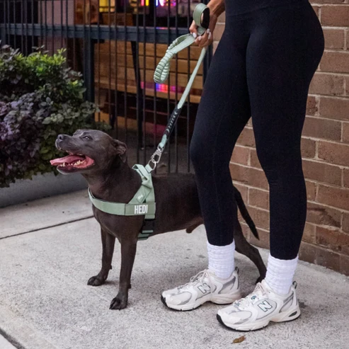 Dog in Harness next to lady standing.