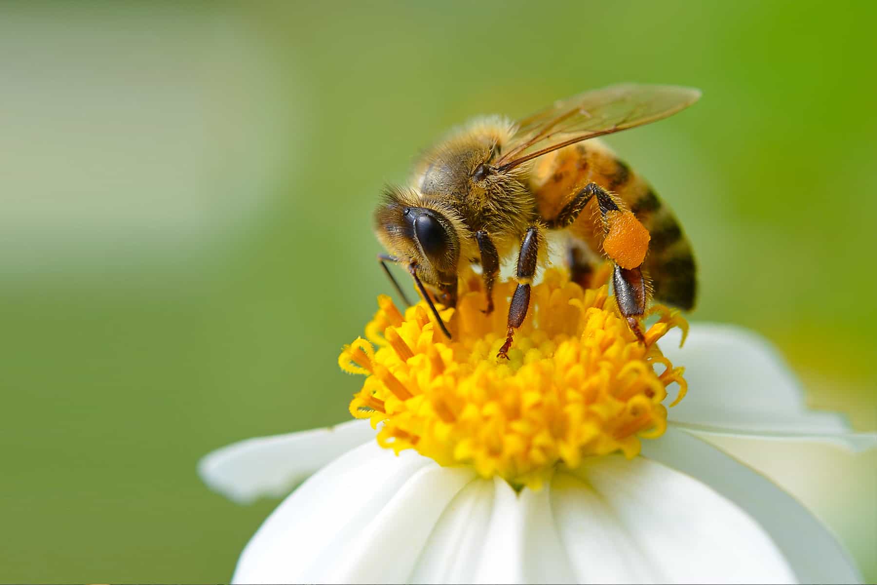 Honey Bee on a flower.