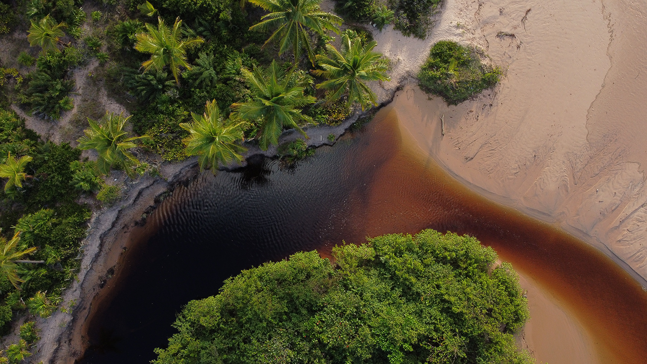 Vista aérea de rio escuro cercado por vegetação densa e areia clara em área natural.