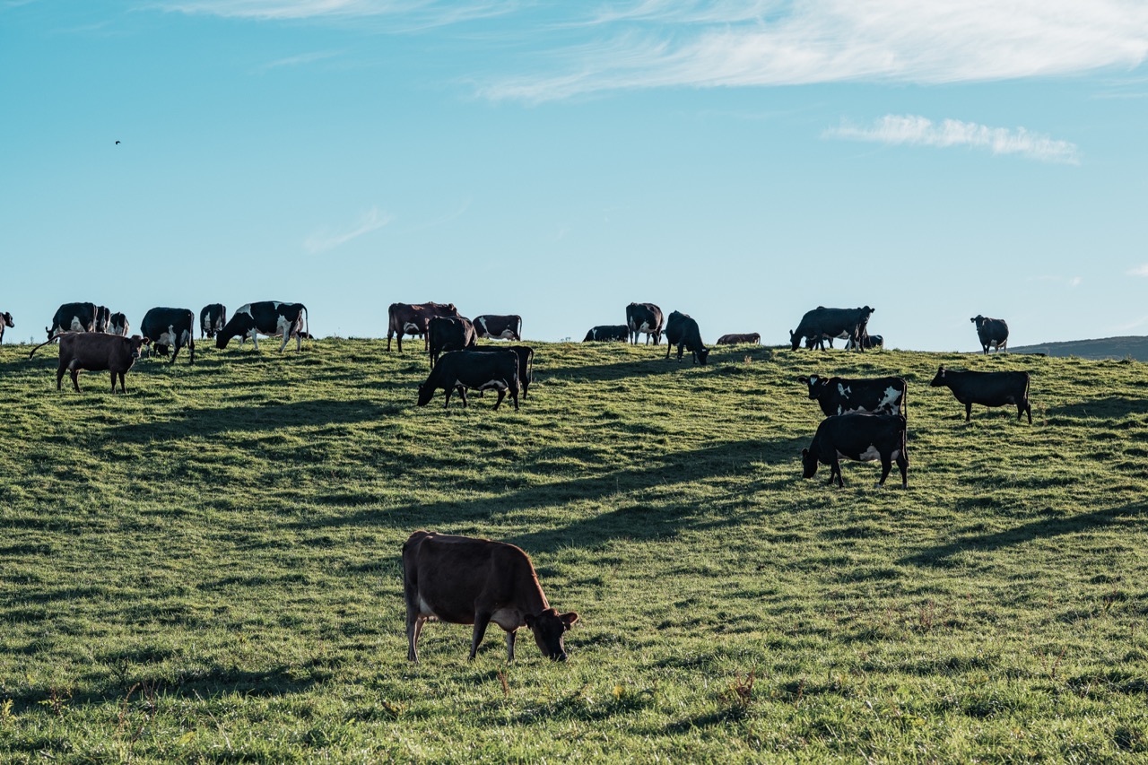 Dairy cows grazing in a paddock