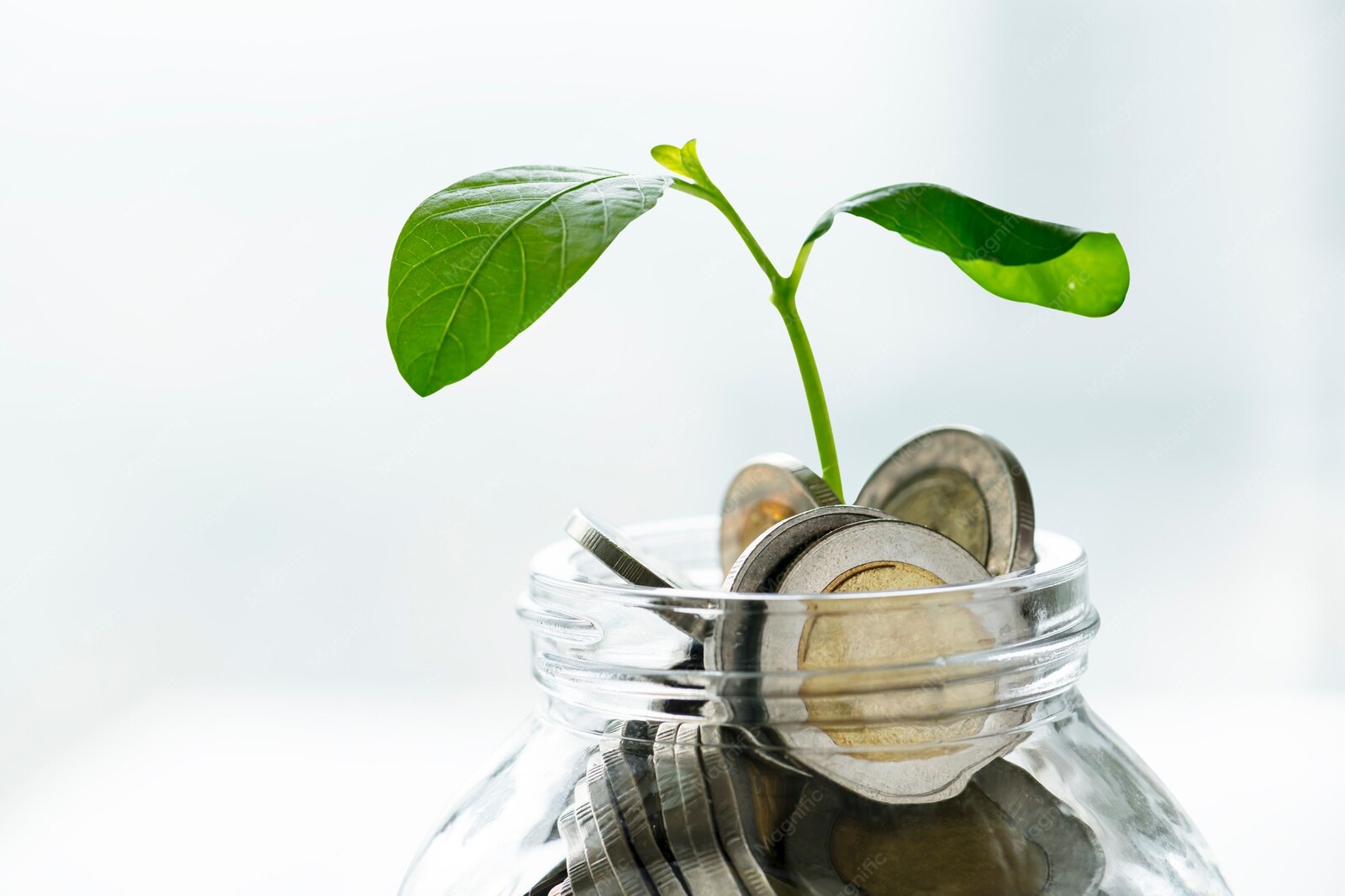 Bocal de pièces d'où pousse une plante, symbole de finance durable