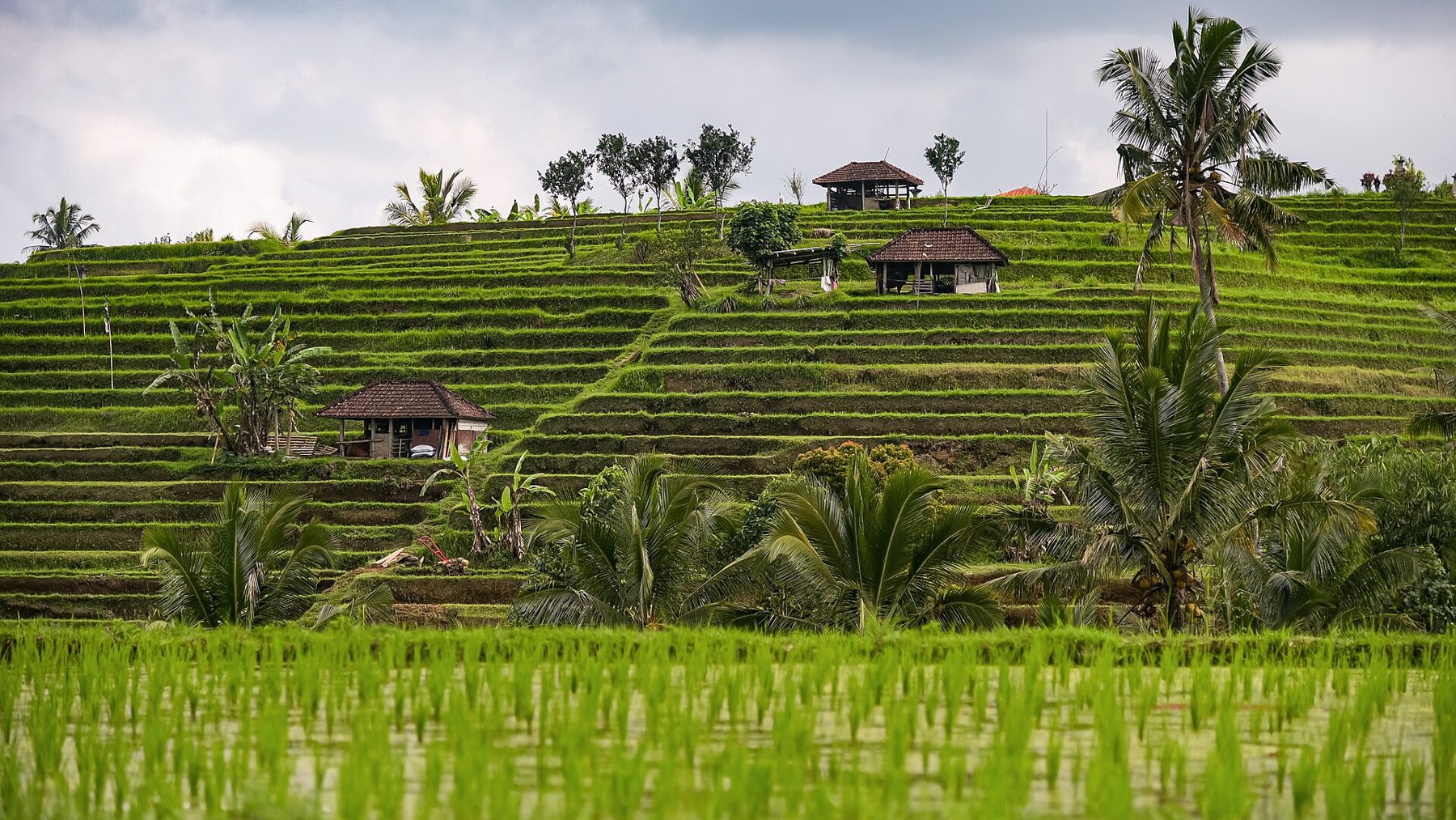 The Jatiluwih rice terraces in Bali