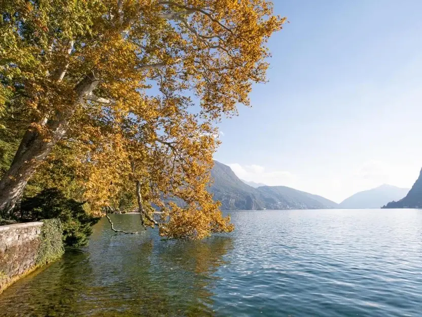 Alberi autunnali su riva di lago calmo con montagne in lontananza sotto cielo sereno.