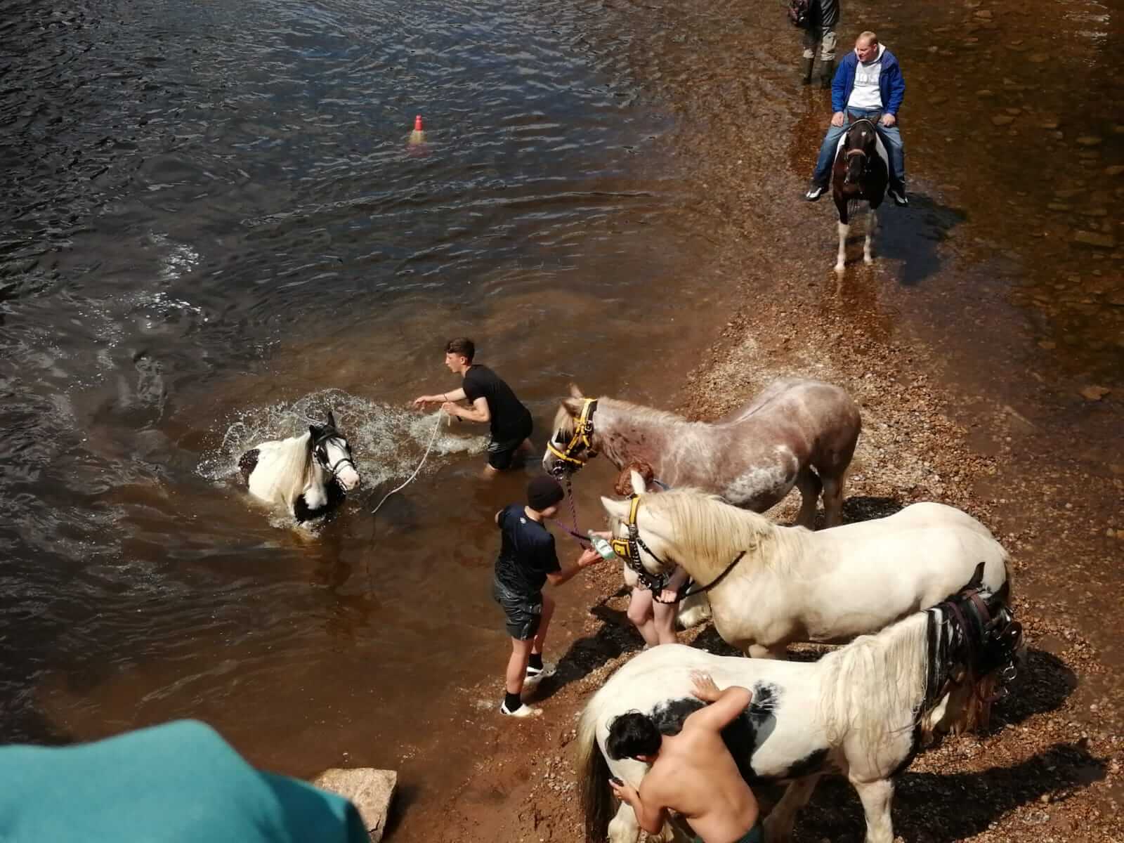 Gypsy and Traveller community members bathing horses in the river at Appleby Horse Fair
