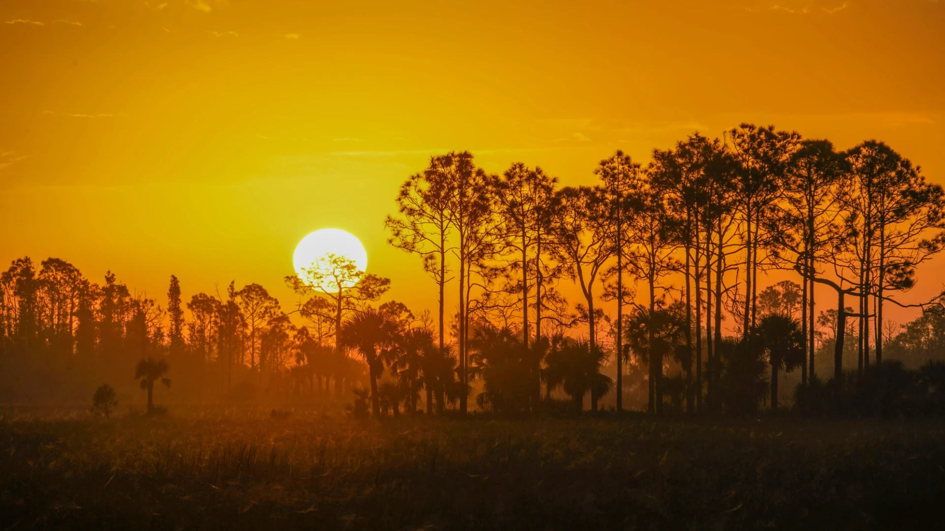 Sunset with a large sun behind silhouettes of tall pine trees over a field.