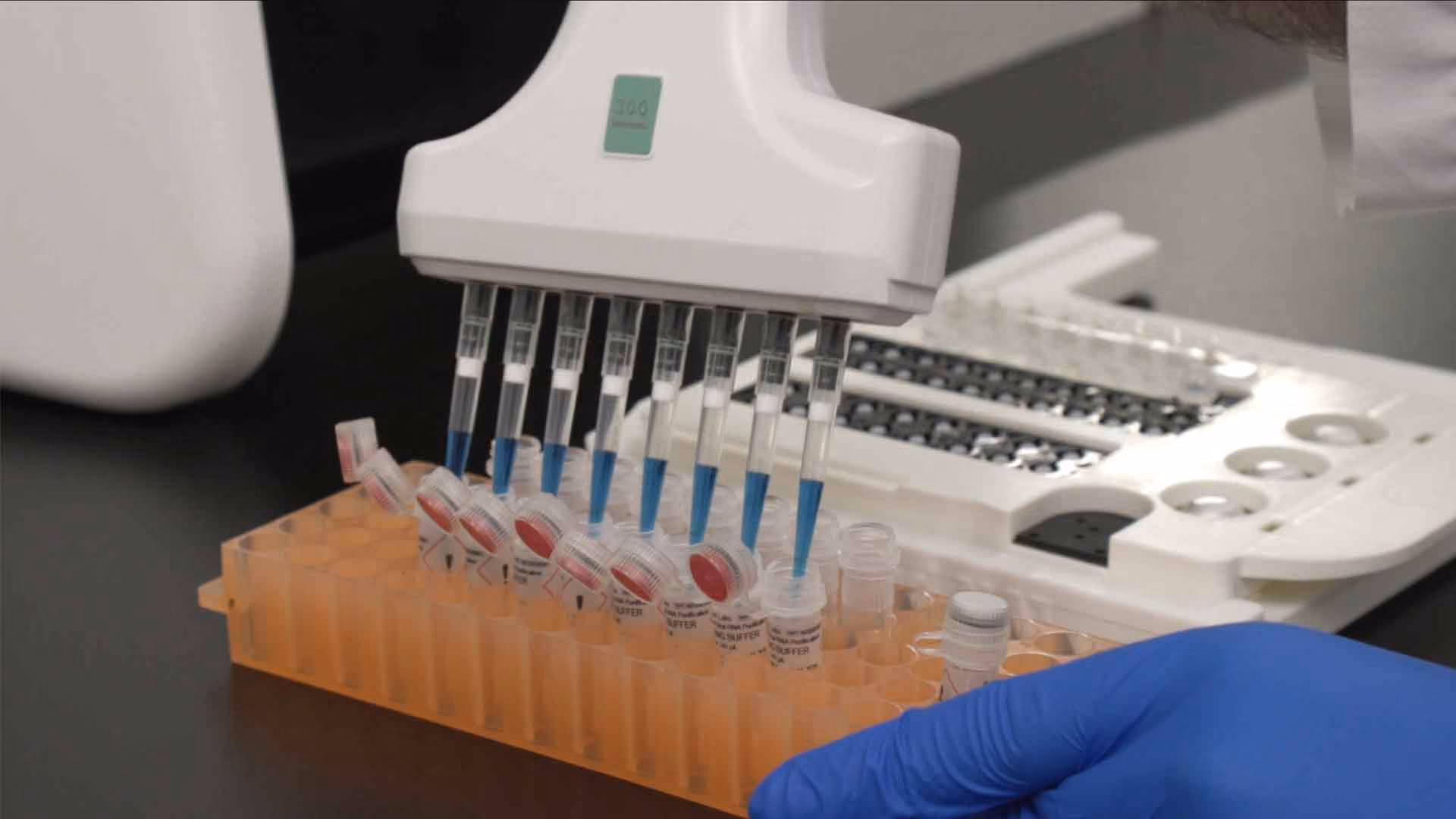 Lab technician using multichannel pipette to transfer blue liquid into multiple test tubes in orange rack.
