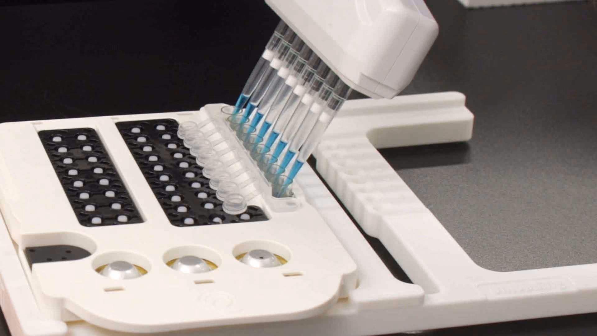 A multichannel pipette dispensing blue liquid into a row of wells on a white laboratory sample-prep cartridge, set on a dark benchtop.