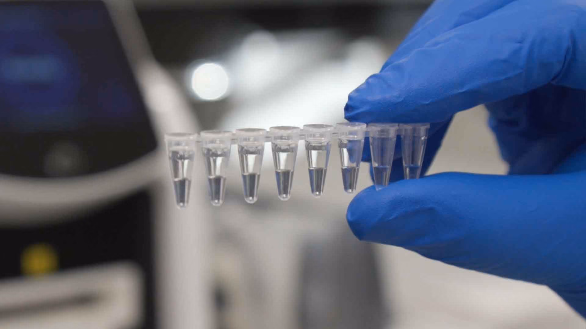 Gloved hand holding a strip of clear microcentrifuge tubes with liquid in a lab setting.