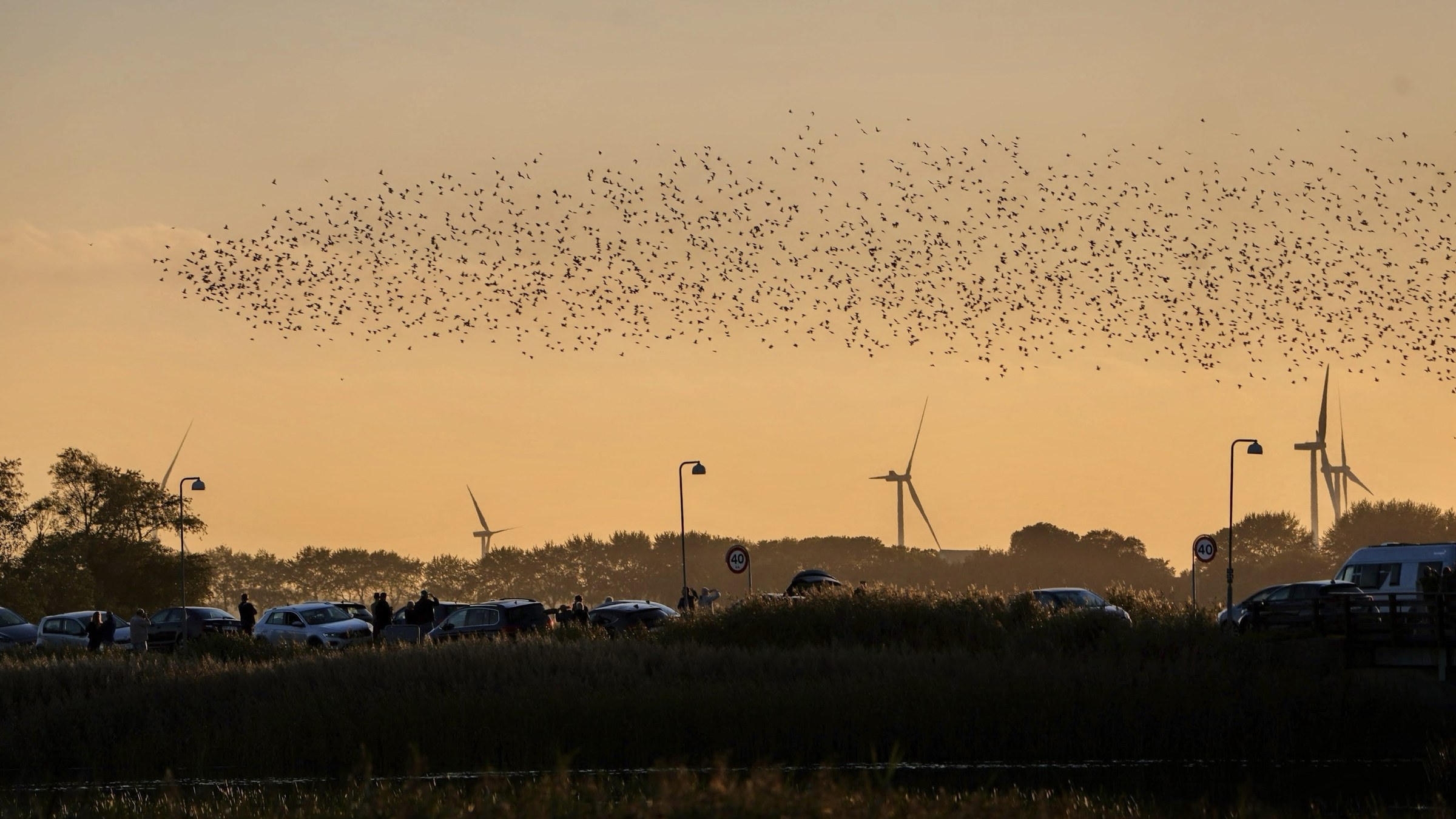 A vast flock of starlings streaming across an orange sunset sky above wind turbines, with a line of parked cars and watchers along the marsh road below