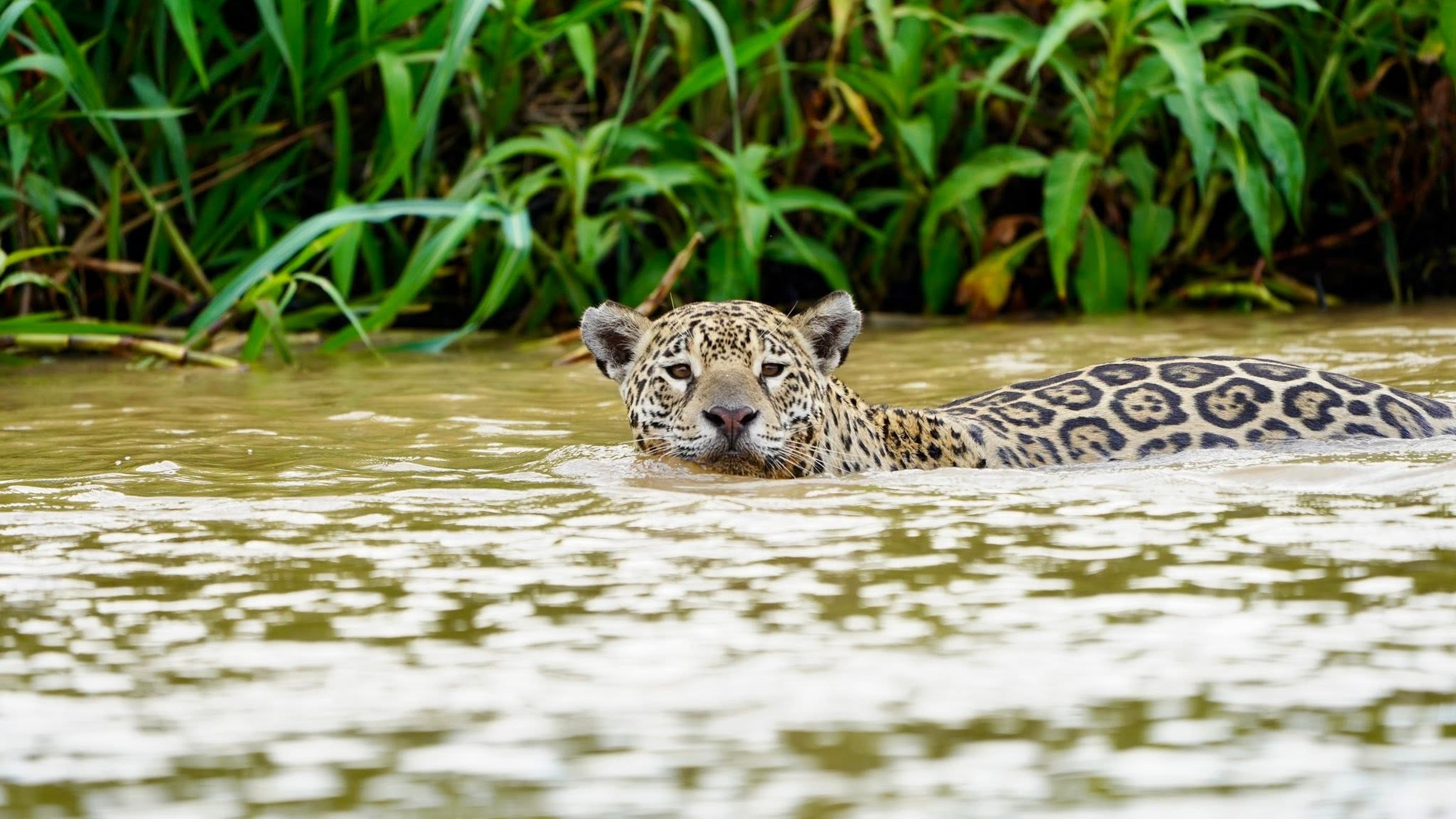 A jaguar swimming the Cuiaba River with only its head and shoulders above the green water, looking straight at the camera