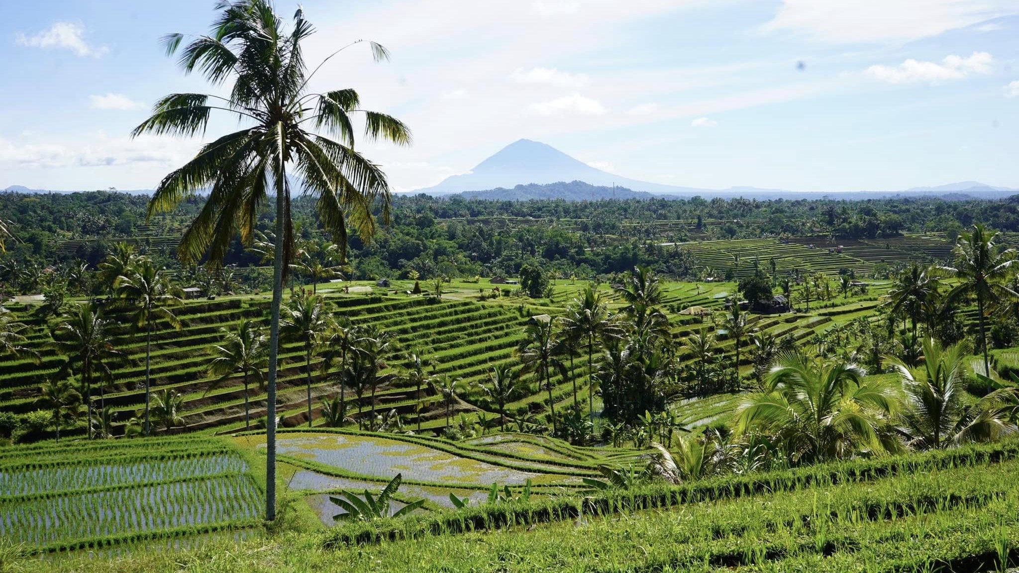 Jatiluwih rice terraces stepping down a hillside under a lone coconut palm, a volcano faint on the horizon.