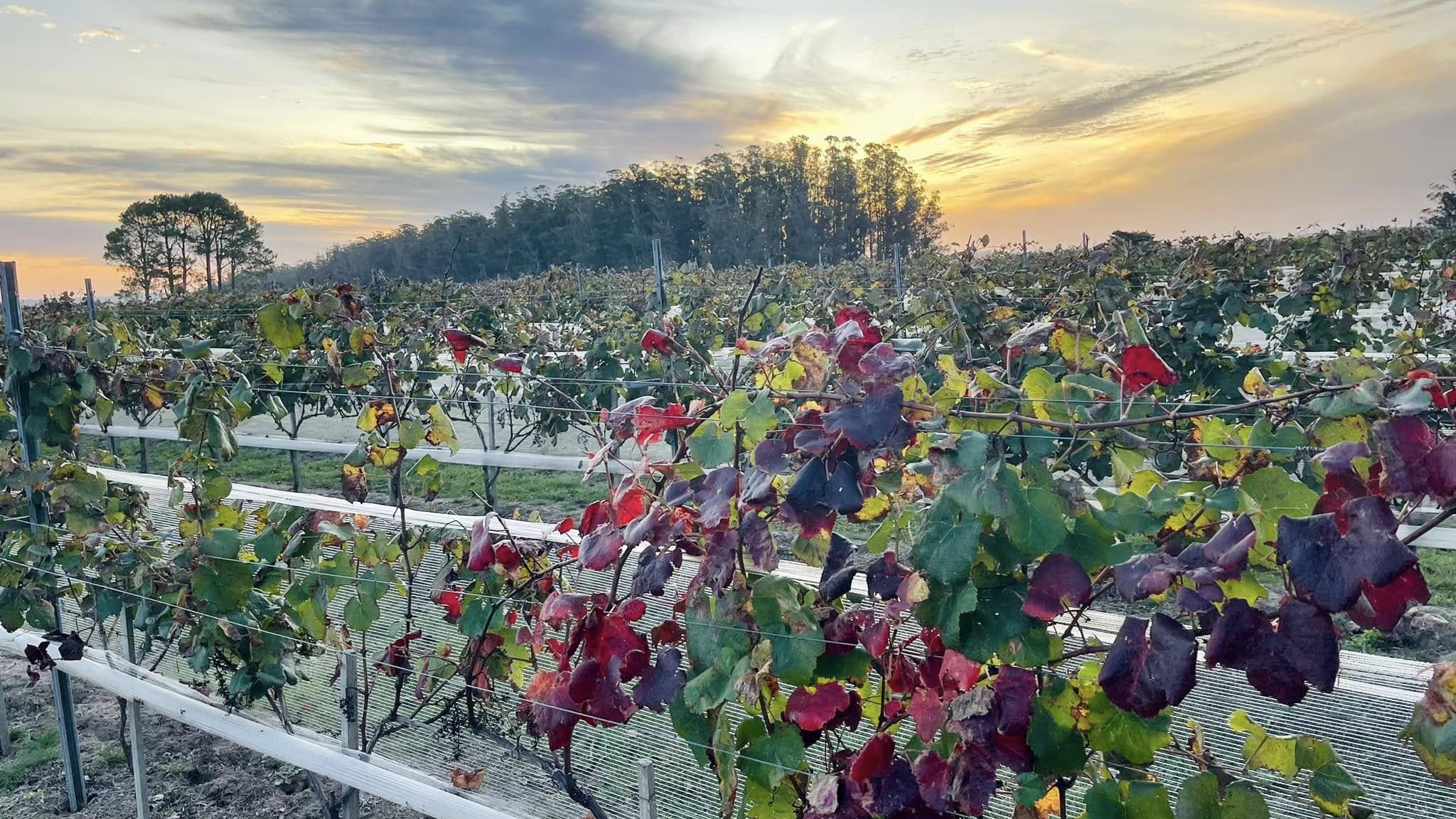 Autumn grapevines with red and purple leaves along a netted trellis at sunset, a stand of tall trees on the horizon, Maldonado, Uruguay