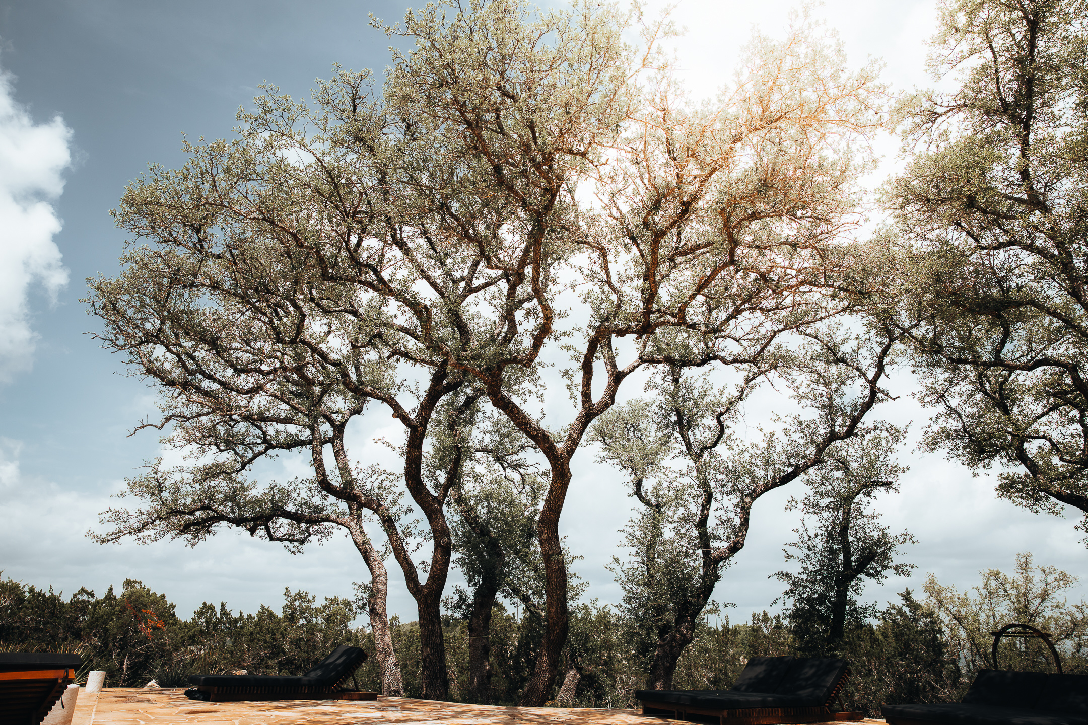Live oak trees against a bright sky