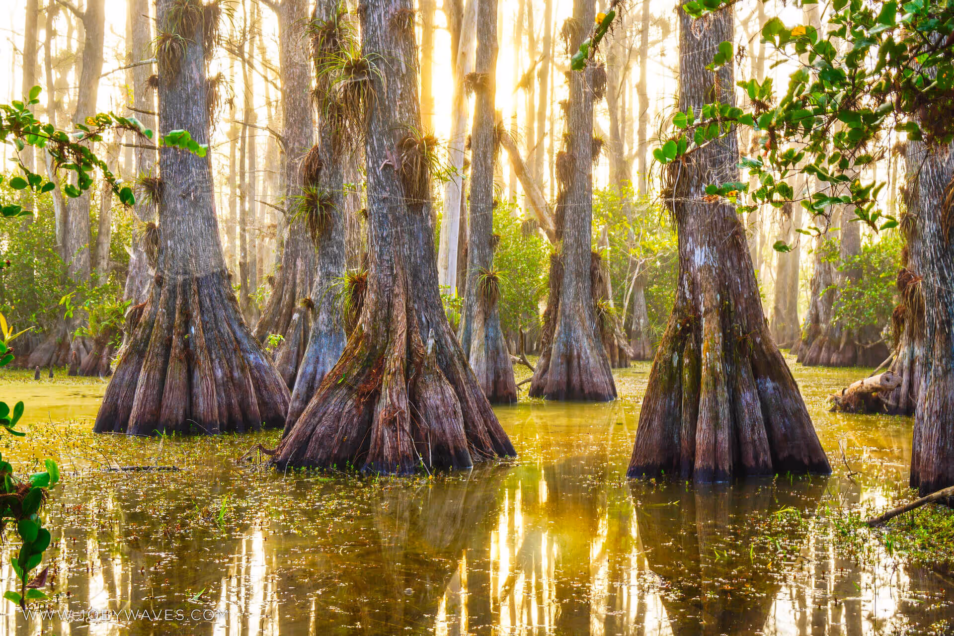 Big Cypress National Preserve