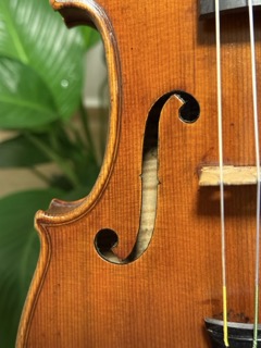 Close-up da caixa de ressonância e cordas de um violino com folhas verdes desfocadas no fundo.