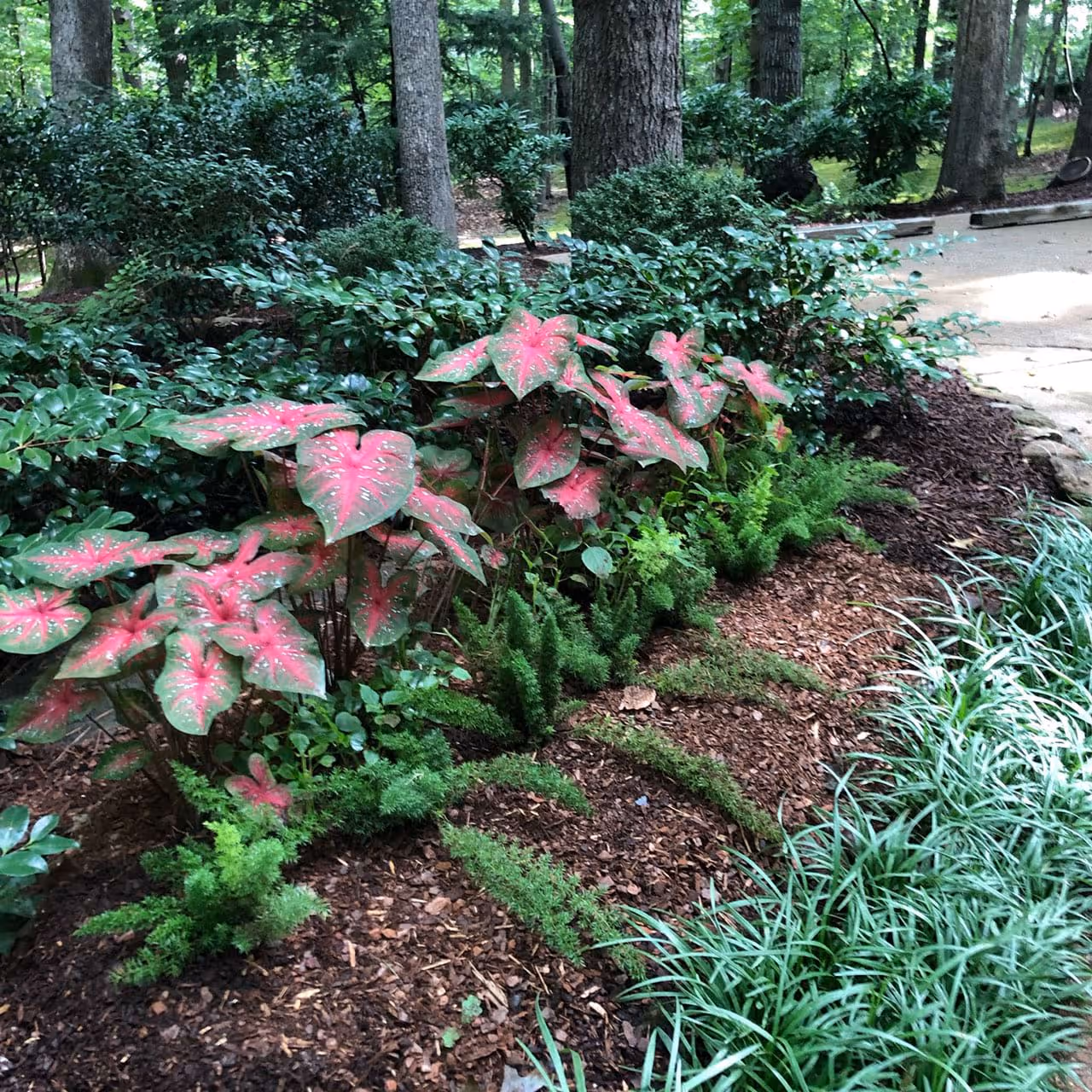 Professional landscape installation near me by Modern Plant Creations
