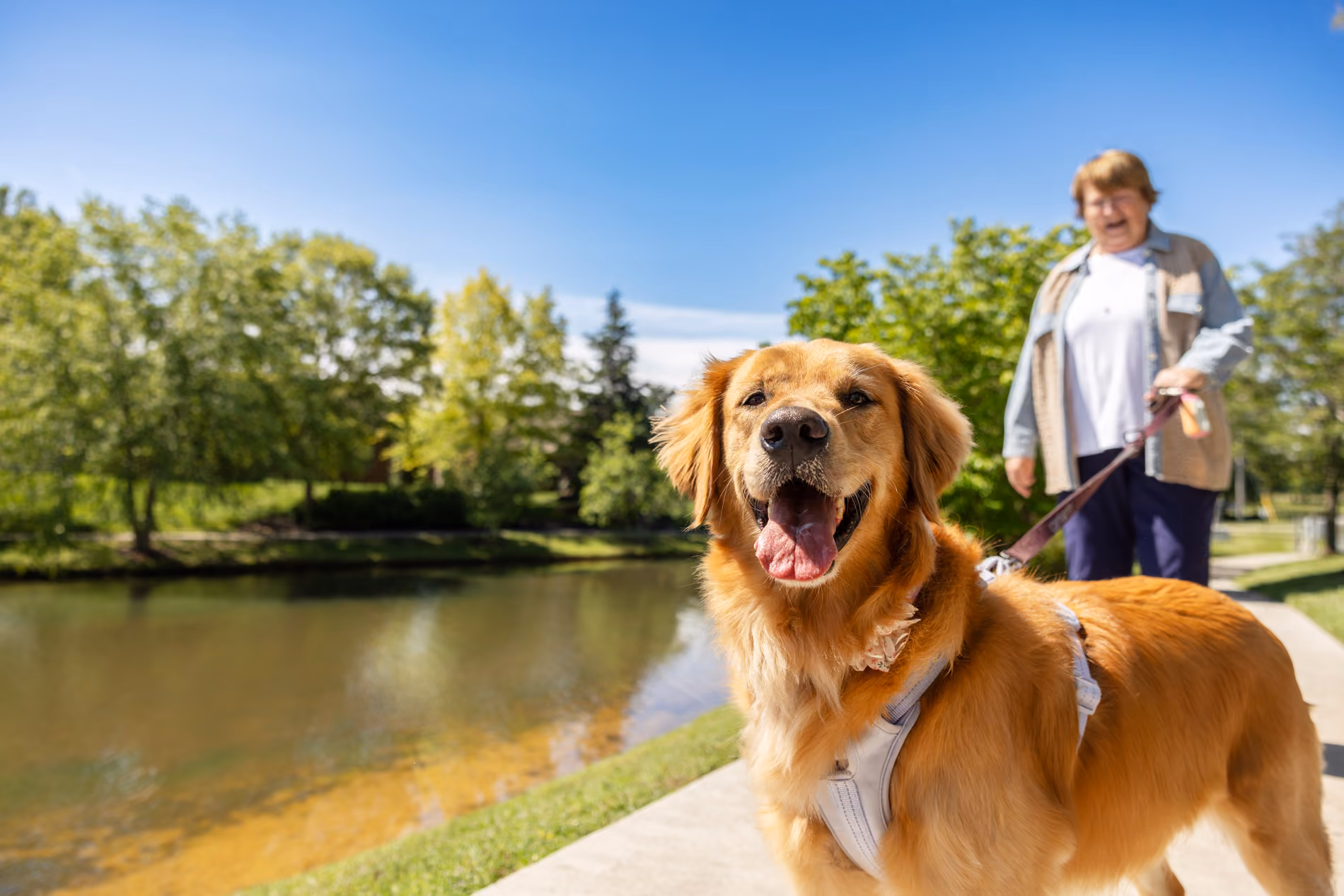 Golden retriever on a leash by a river with smiling person walking behind on a sunny day.