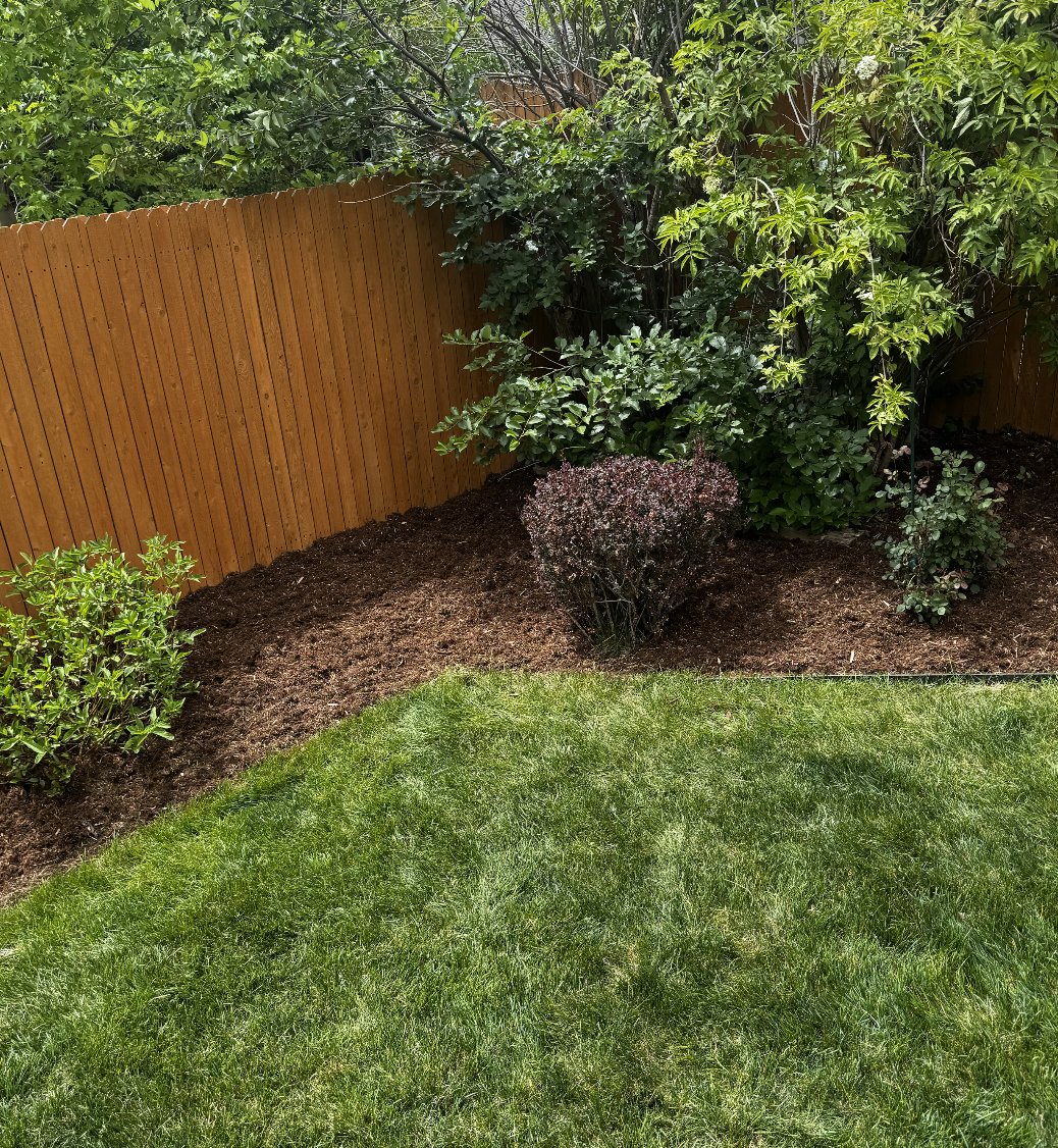 Lawn bordered by a curved edge with small bushes planted in a bed of multicolored river rocks.