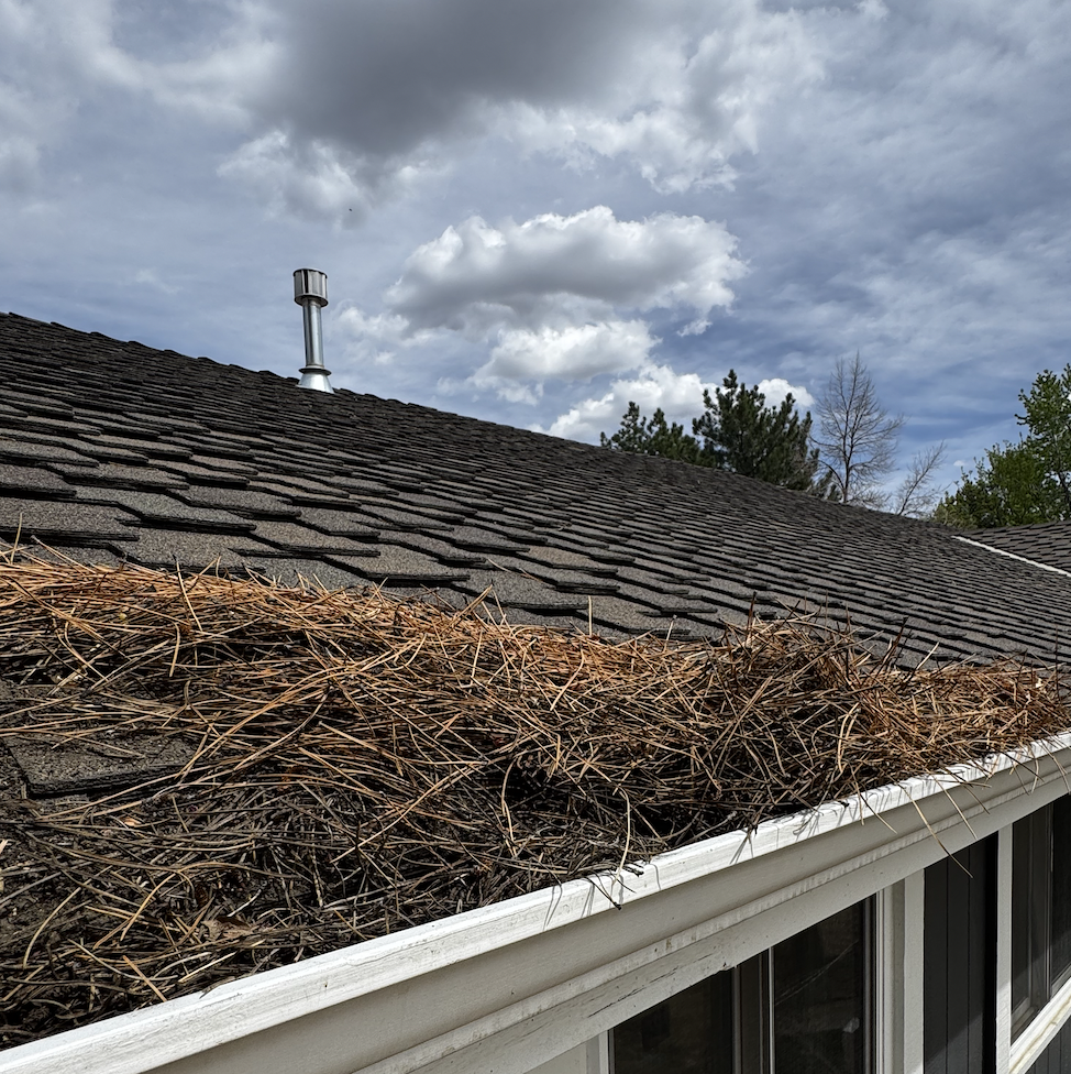 Hand in green glove removing a large clog of dirt and leaves from a roof gutter.