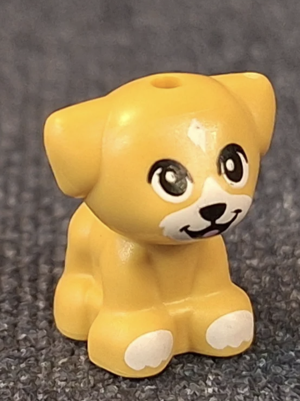 Corgi