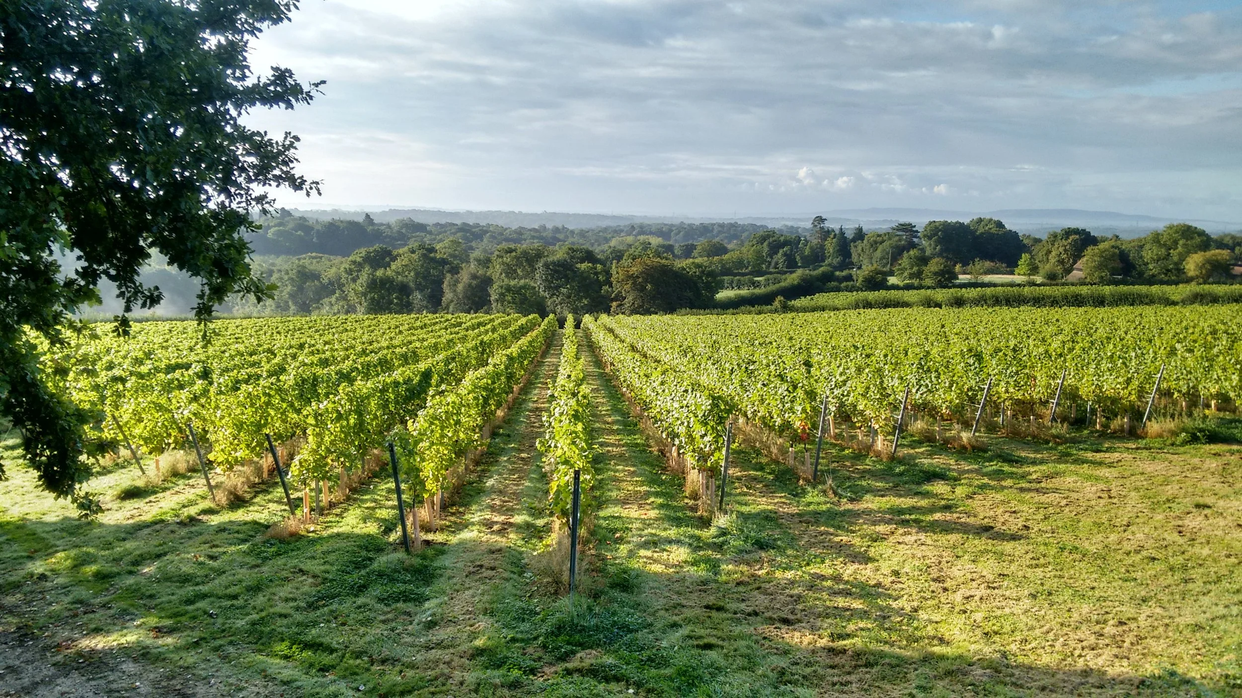 Sussex vineyard rows of vines in sunshine