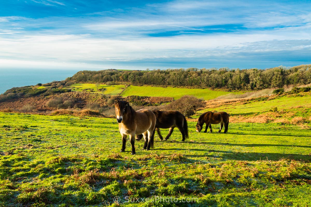 Coastal cliff walk East Sussex