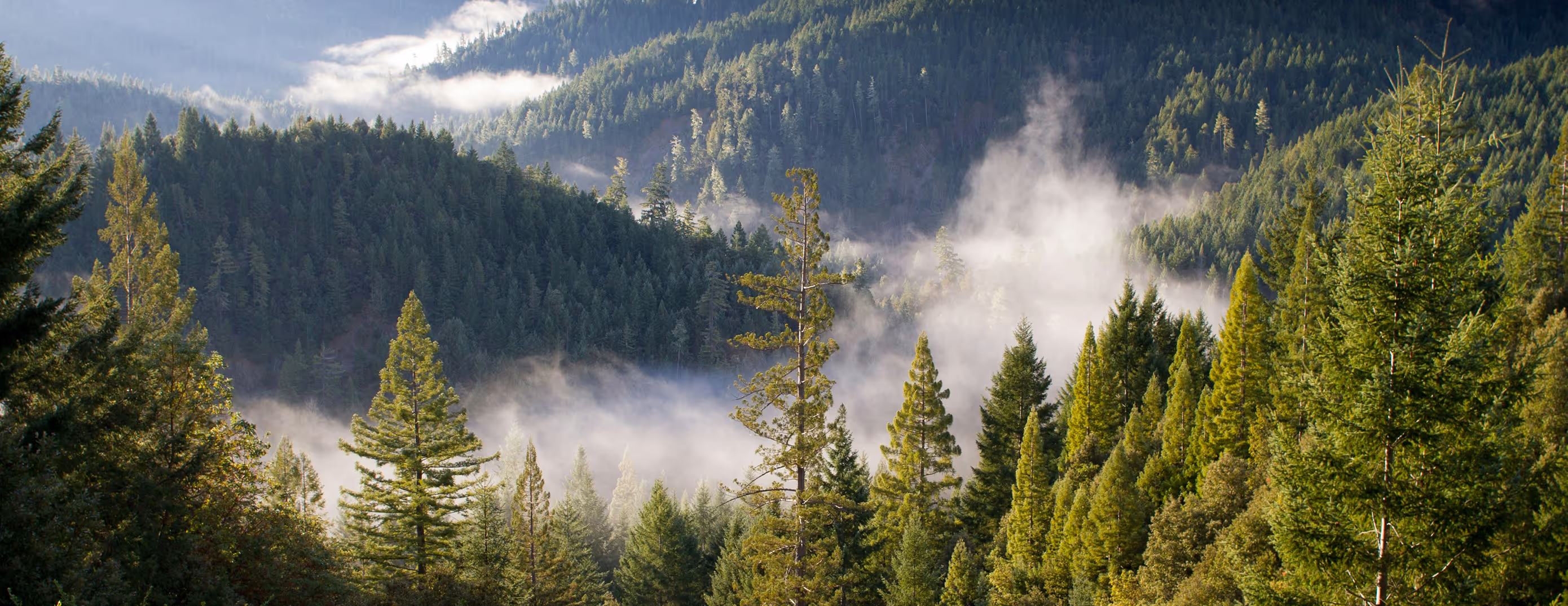 Sunlit pine trees with mist rising among forested hills under a soft cloudy sky.