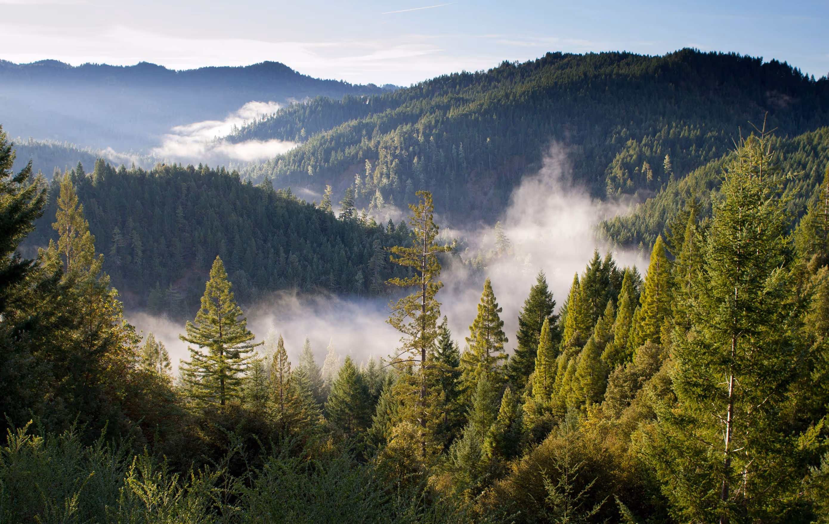 Lush green pine forest on misty mountains under a clear blue sky.